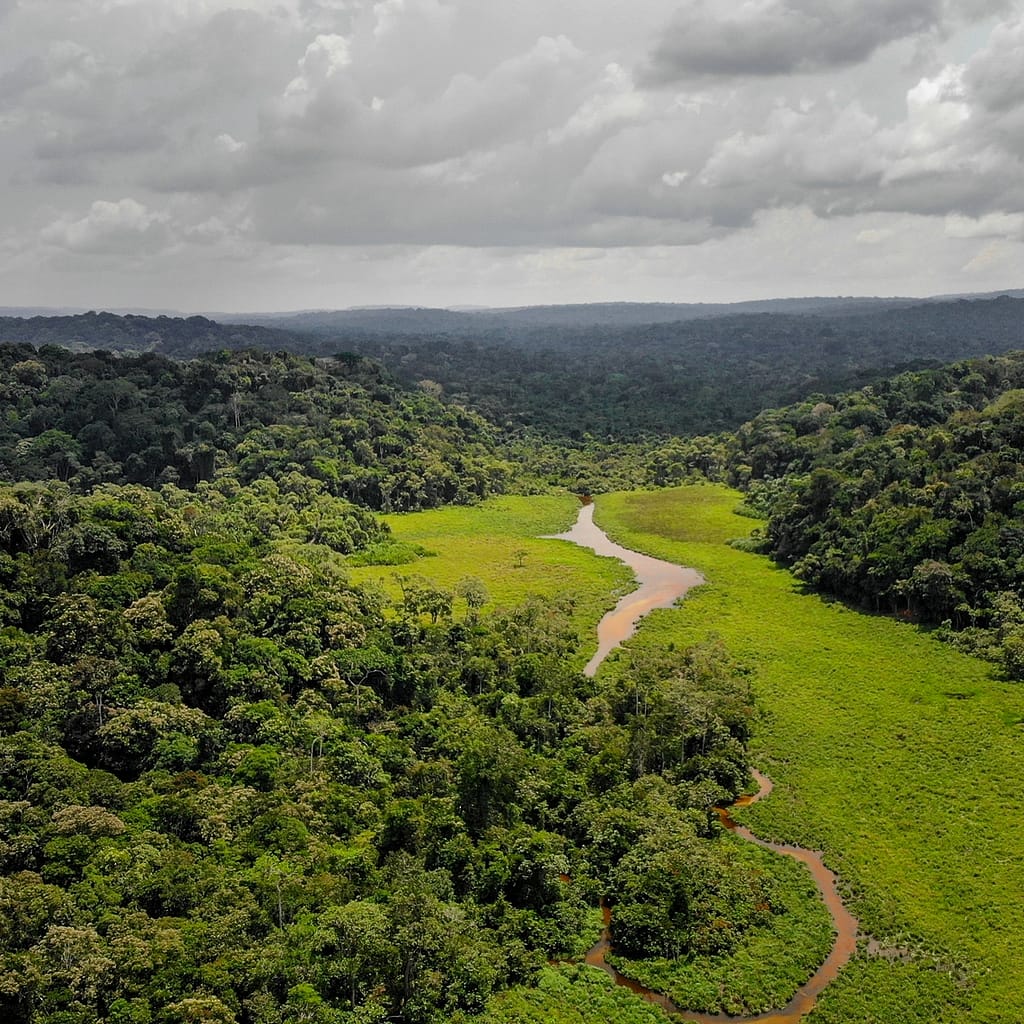 African Jungle | Rainforest Sound Effects Library | Asoundeffect.com