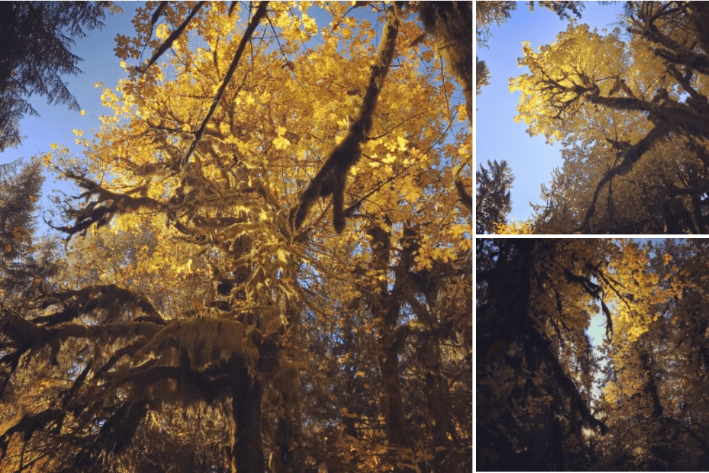 A collage of mossy autumn trees