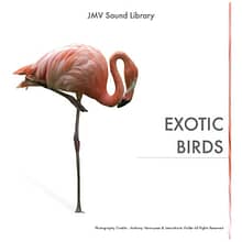 EXOTIC BIRDS sound effects library