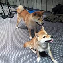 Shiba dog sound effects recordings