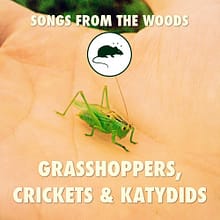 grasshopper sound effects