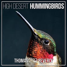 high desert hummingbirds sound effects library