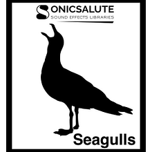 Seagull sound effects library
