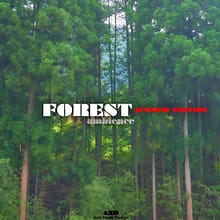 Forest summer sound effects