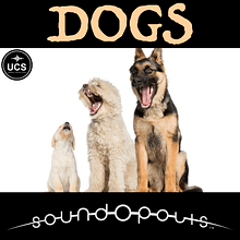 Dogs Square UCS_700