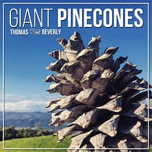 Giant Pinecones_Cover_Art_v4