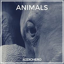 Sonniss – Animals