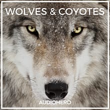 Sonniss – Wolves & Coyotes