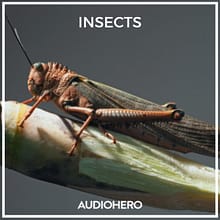 a_soundeffect_Sonniss-Insects-400