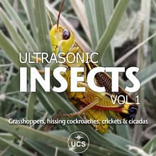 Insects, Grasshoppers, Cicadas, Crickets, Cockroaches sound effects library