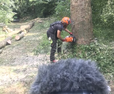 Tree felling sound effects