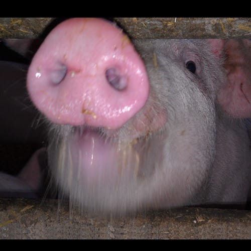 Pig sound effects