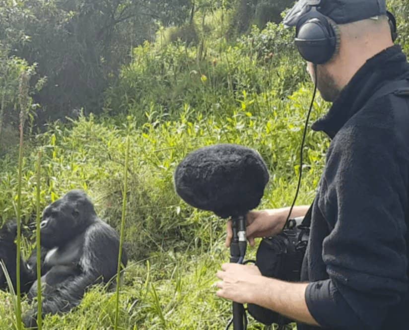 Daan Hendriks records a gorilla who's minding his own business.