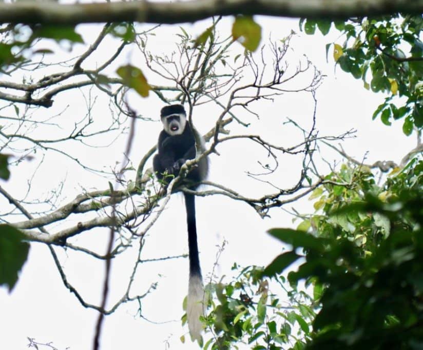 A black and white monkey with a long white-tipped tail sits high in the branches.