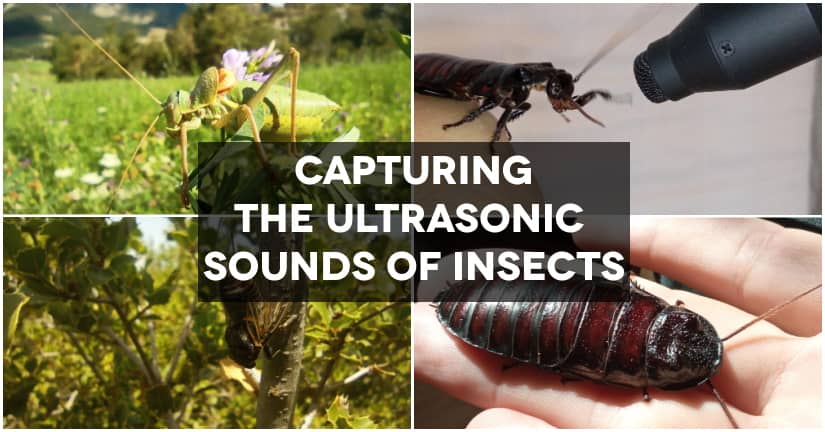 Ultrasonic insect sound effects