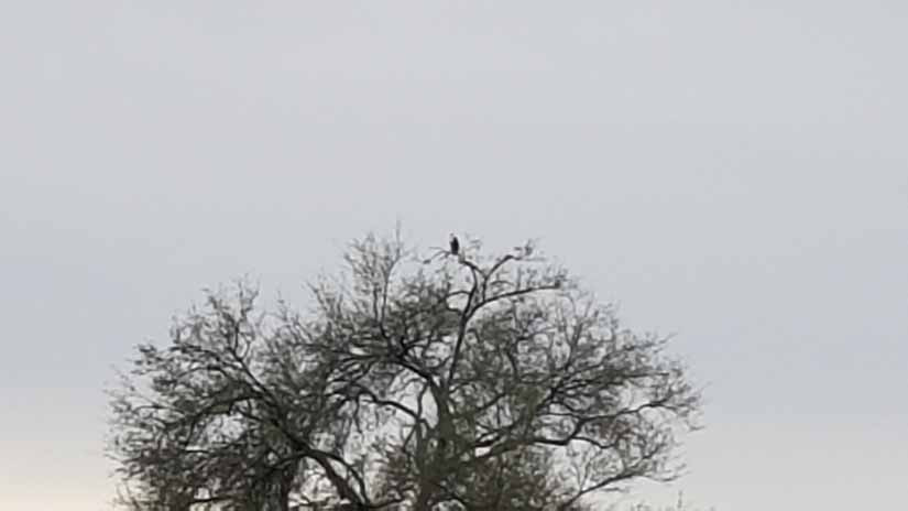 A dark figure sites on top of the highest tree branch