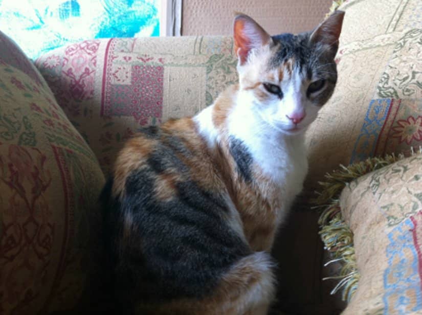 A pretty calico sits on a love seat.