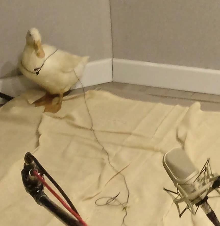 A duck walks around with a lapel mic.