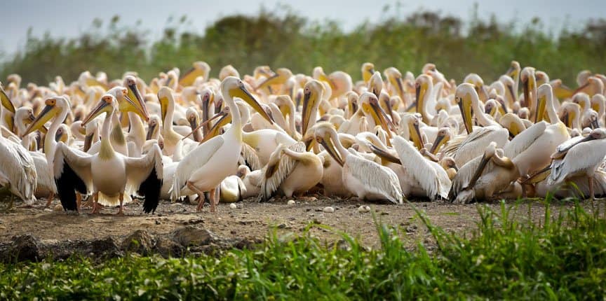 Hundreds of pelicans sleep and preen themselves.