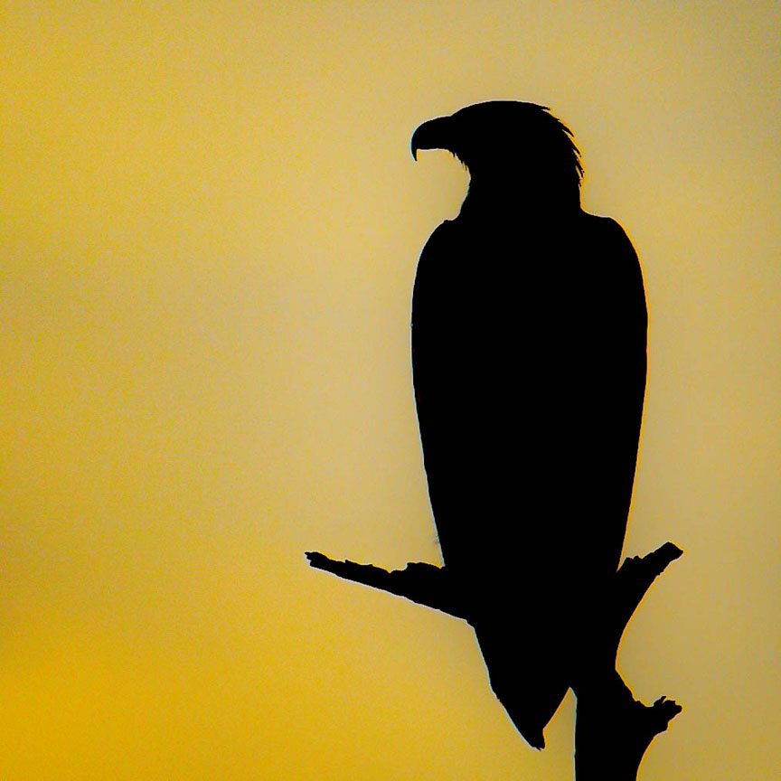 The silhouette of a majectic fish eagle. 