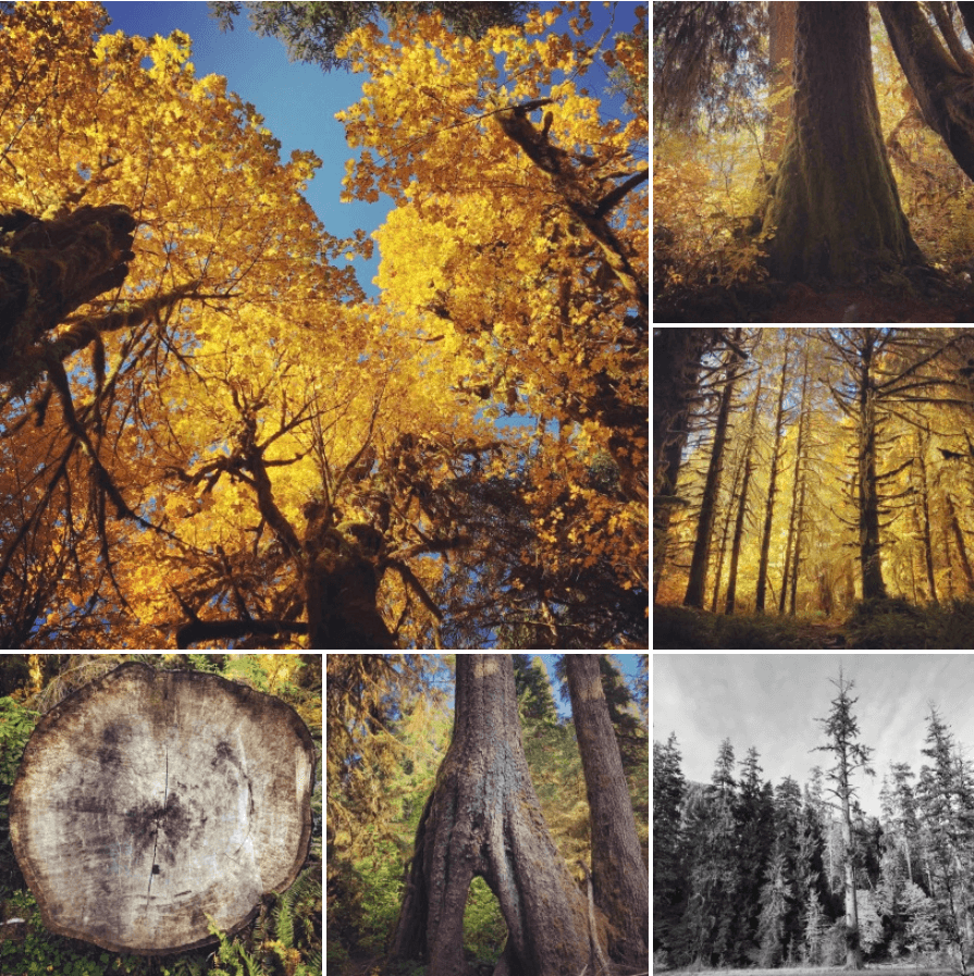 A collage of large pines and their impressive stumps