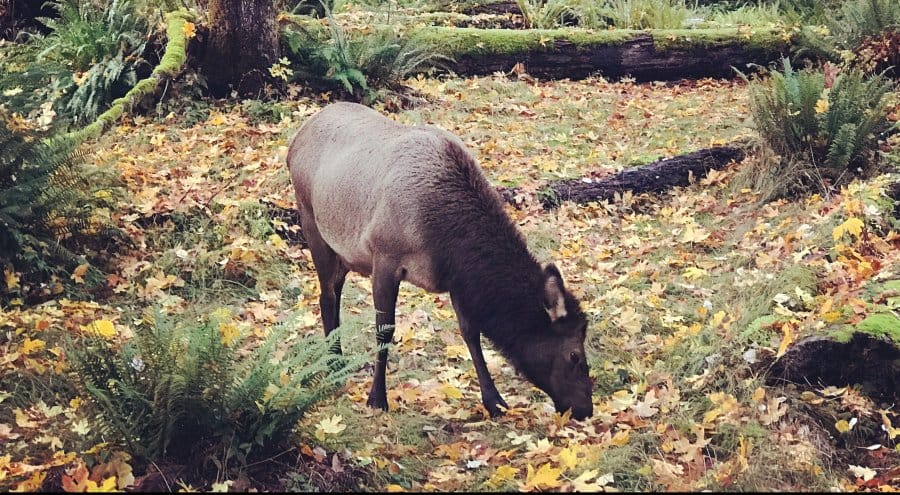 A female elk takes part in the autumn grass