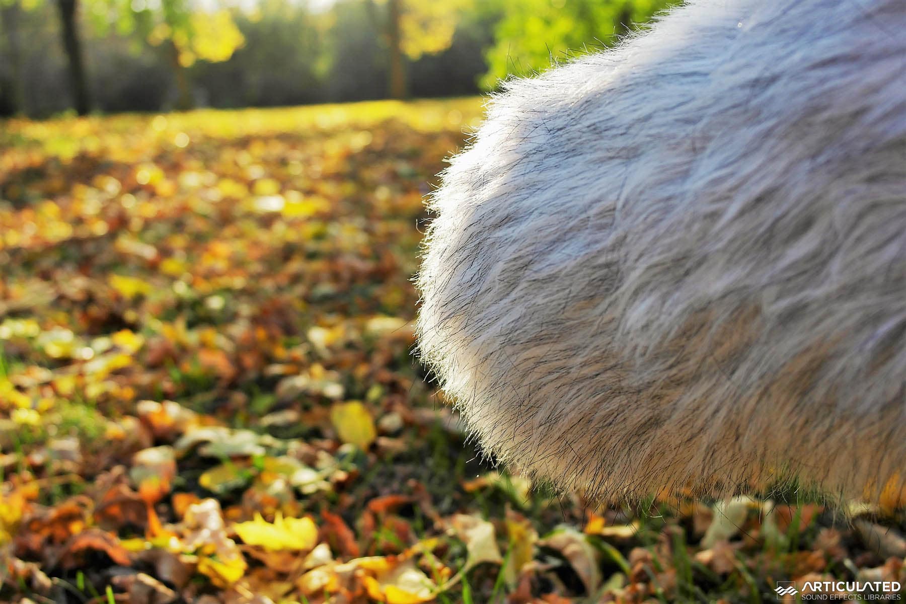 Rustle Tones Rustle Sound Effects Library