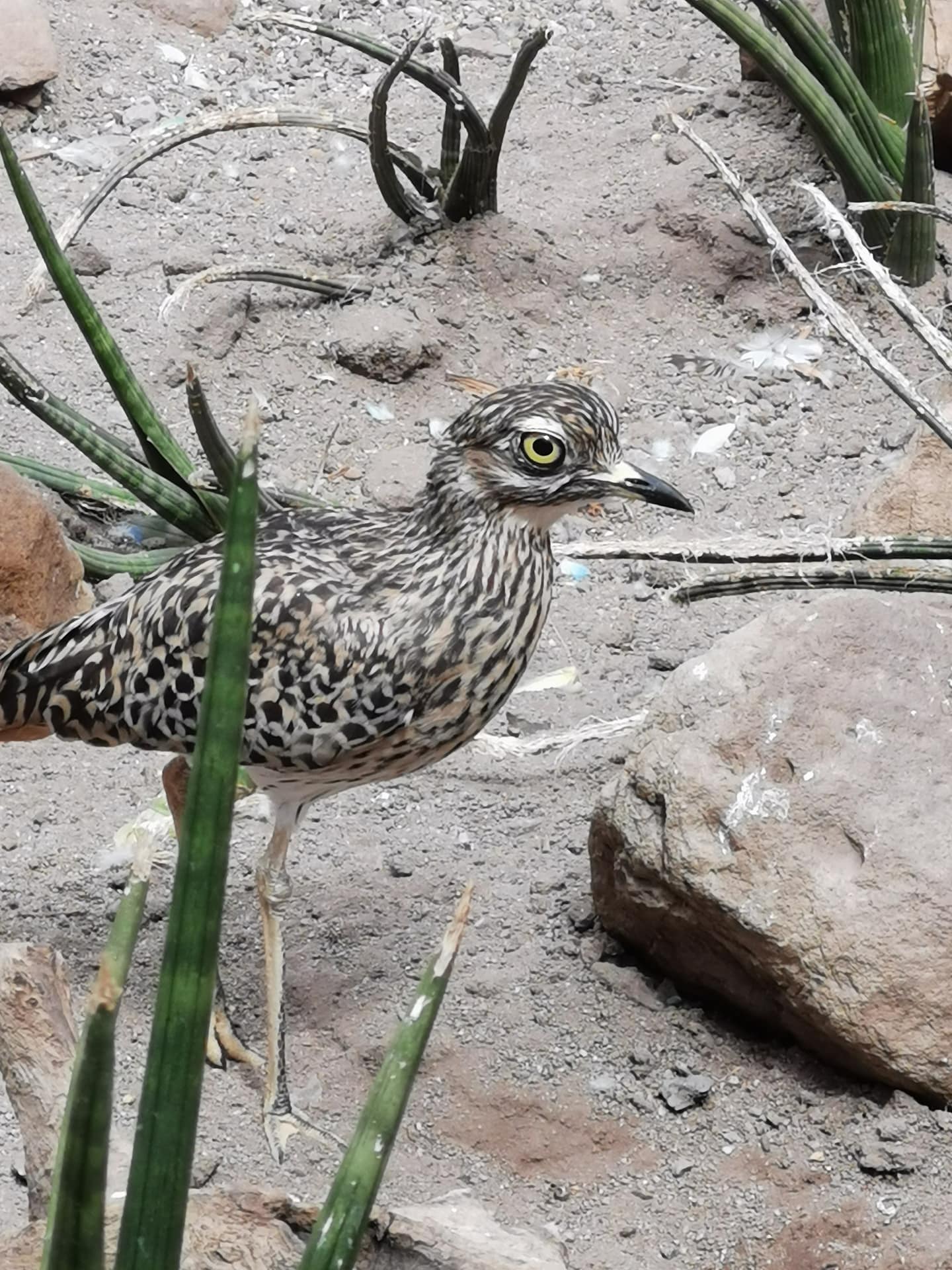 Born Wild Animals Sound Effects Library