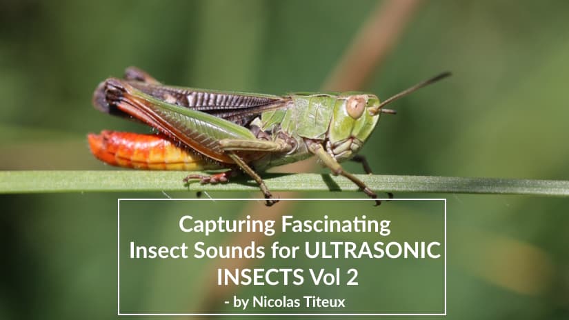 Capturing the Fascinating Sound of Ultrasonic Insects Volume 2 — with Recordist Nicolas Titeux