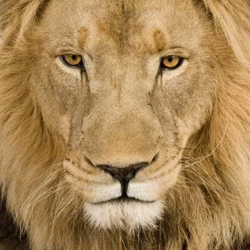 Lion Roar 🦁 Sound Effect🔊 