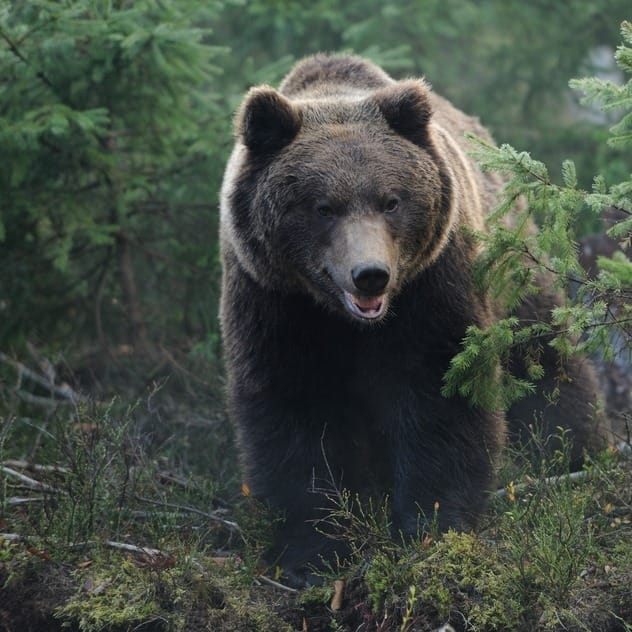 BEAR SOUND EFFECTS - Bear Roaring and Growling Sound 