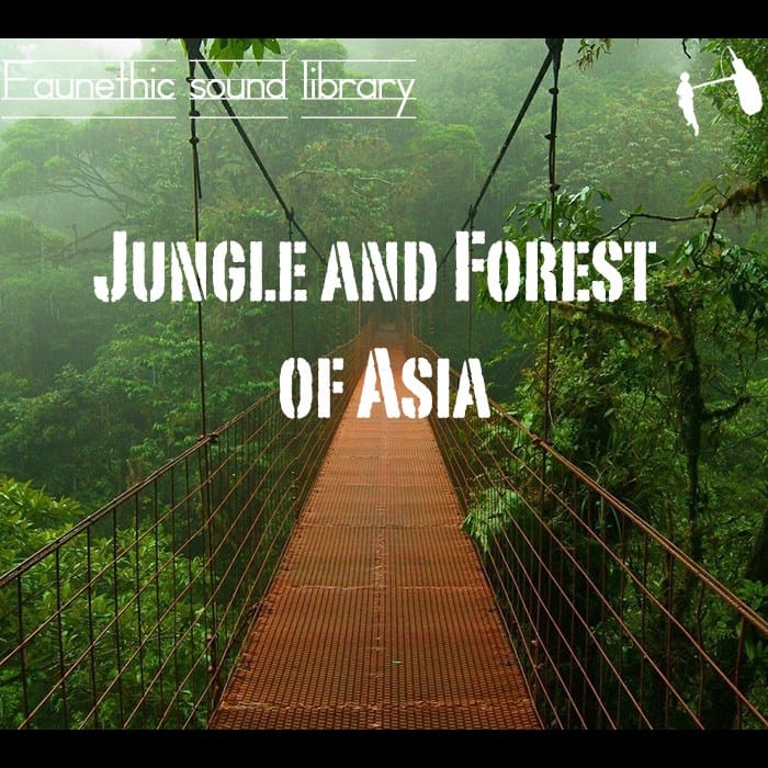 Jungle And Forest Of Asia Jungle Sound Effects Library