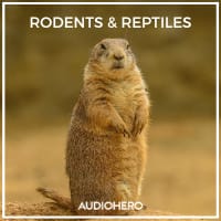Sonniss – Rodents & Reptiles