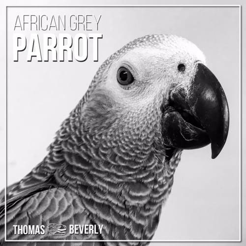 Parrot sound effects library