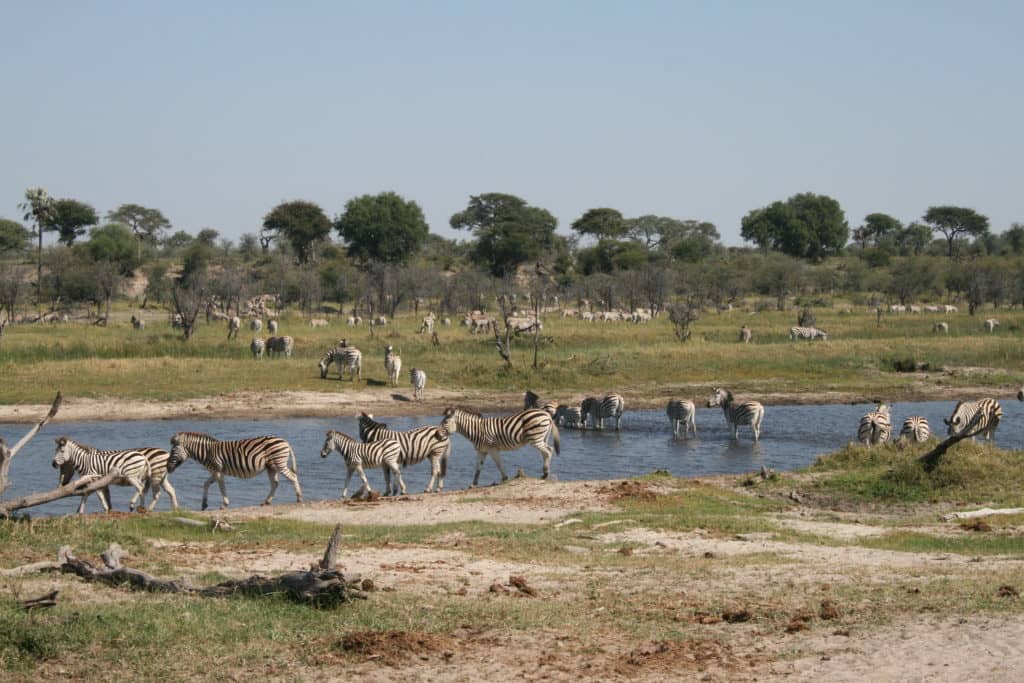 recording zebras