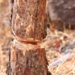 tree cutting sfx