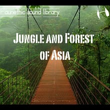 jungle sound effects