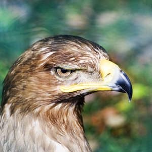 Finding an eagle is the easy part