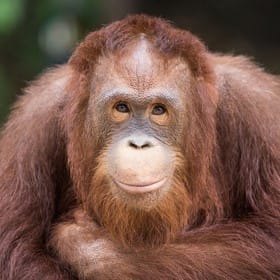 Monkey sound effects libraries