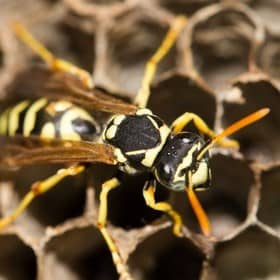 Insect sound effects libraries