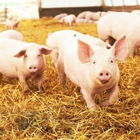 Farm sound effects libraries