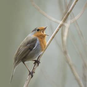 Bird sound effects libraries