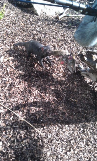 tasmanian devil sound