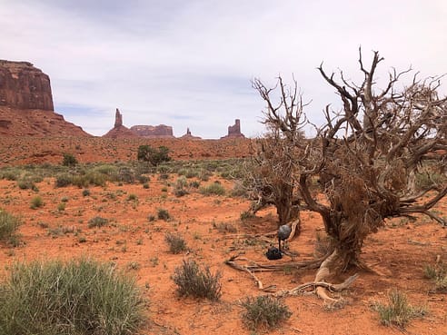 Recording using ambisonic microphone in Monument Valley