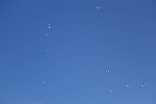 Seagull sound effects