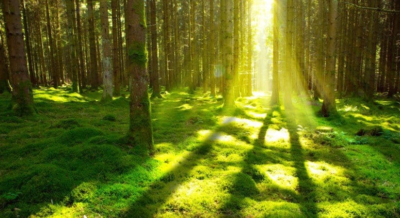 nature sound effects recording