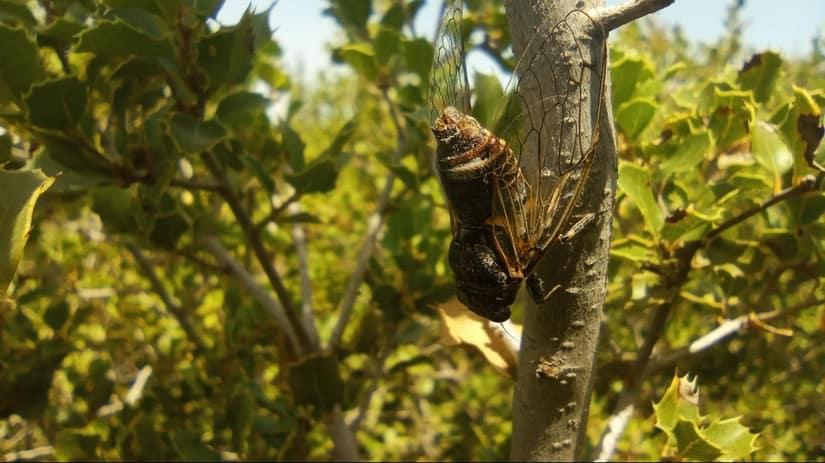 Black cicada sounds