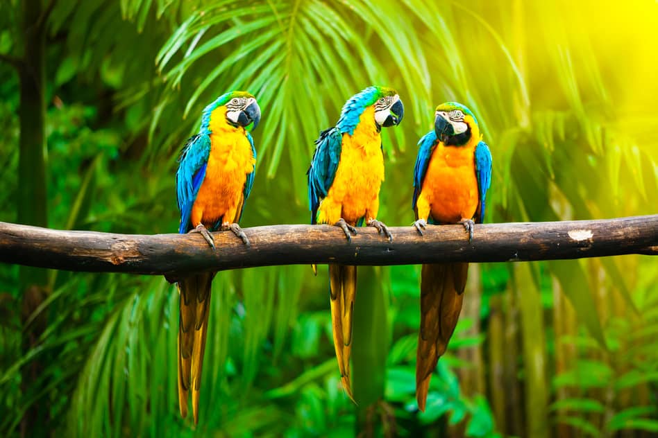 Exotic Bird Sound Effects