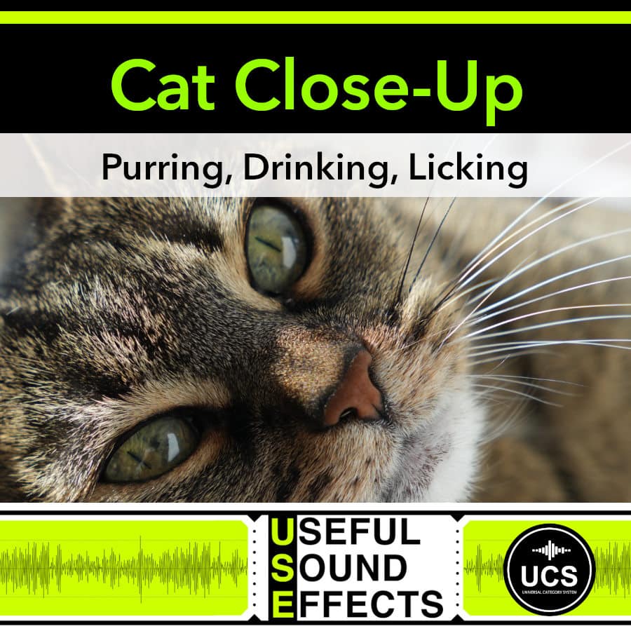 Cat Close-Up