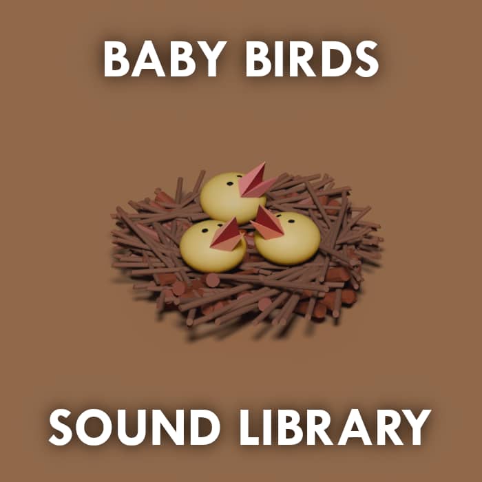 Baby Birds